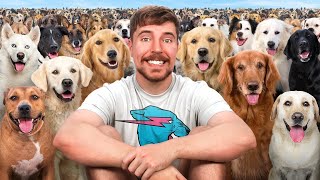 100 Terkedilmiş Köpeği Kurtardım! ( MrBeast Türkçe Dublaj )