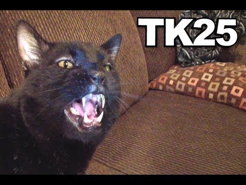 Talking Kitty Cat 25 - A Very Angry Kitty Cat