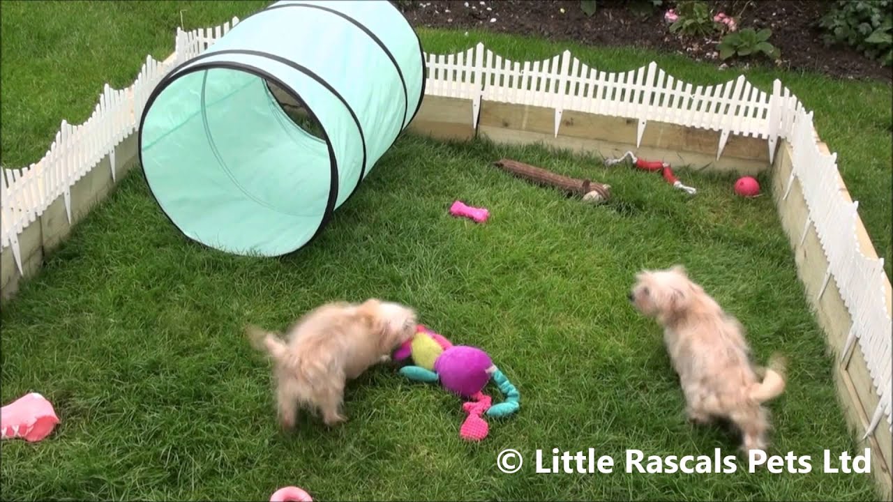 Little Rascals Uk breeders New litter of Morkie babies - Puppies for Sale 2015