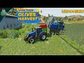 Introduction to Olives! New Crop Harvesting and Selling | Farming Simulator 23 Mobile fs23