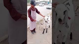 Goat Cutting 😱 Prank #shorts