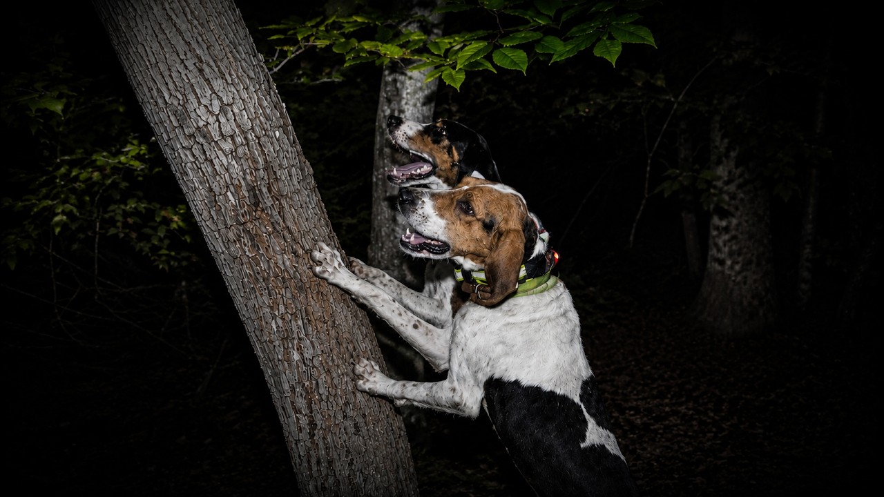 Competition Coonhunting Strategies To Improve Your Chances Of Winning