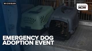 Genesee County Animal Control having $10 dog adoption event after dozens of dogs rescued