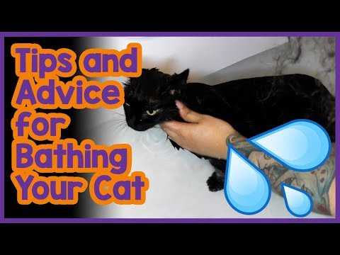 How to Bathe your cat properly? Advice and Tips ... - YouTube