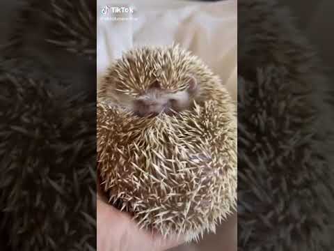 Jeż w tańcu bugi bugi