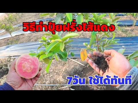วิธีทำปุ๋ยหมัก 7วัน ใช้ได้ทันที ใส่อะไรก็งาม ปุ๋ยหมักไม่กลับกอง ปุ๋ยสำหรับฝรั่งไส้แดง | พี่ต้อม