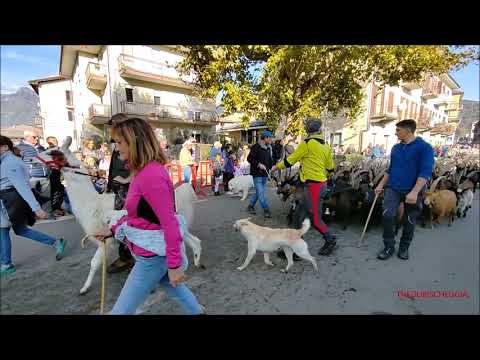 TRANSUMANZA DI CAPRE E PECORE ALLA FIERA DI LUSERNA S.  GIOVANNI (TO) MERC. 2 - 11 - 2022.