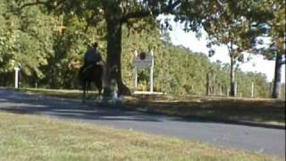 preview picture of video 'Gaited Morgan American Morgan Horse Association registered stallion www.missourimorgans.com'