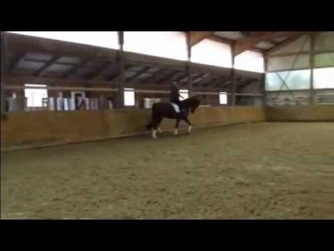 Sportpferde ASG - Queback *2009 Quaterback x Jazz Time for sale!