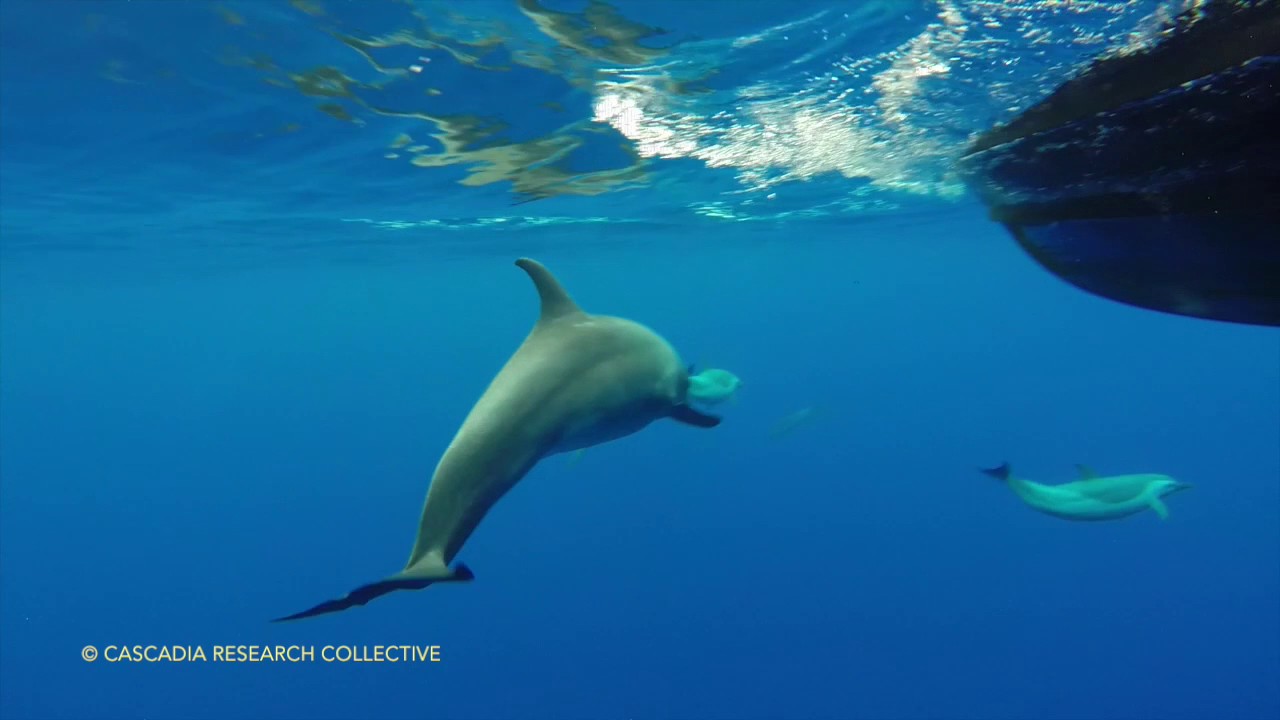 Bottlenose and pantropical spotted dolphins off Lāna‘i
