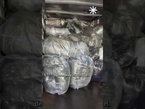 🚨 Operação da Polícia de SP em associação de cannabis medicinal afeta nove mil pacientes