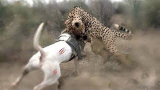 Dogo Argentino Vs Leopard Video - Leopard vs Dogo Argentino In a Real Fight - PITDOG