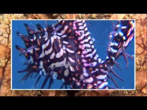 Magnificent Critters of Lembeh Strait. Part.III, Muck-Diving