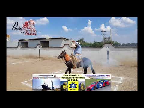 Pialadero De Independencia  Lienzo Charro Don Cornelio Nieto Villa Del Carbón Edo  Mex  18 09 2017