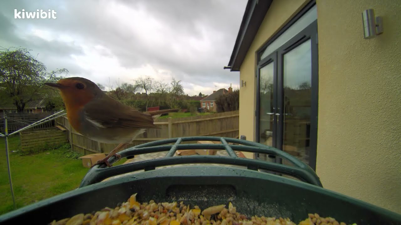 Kiwibit Beako smart 4k bird feeder - YouTube