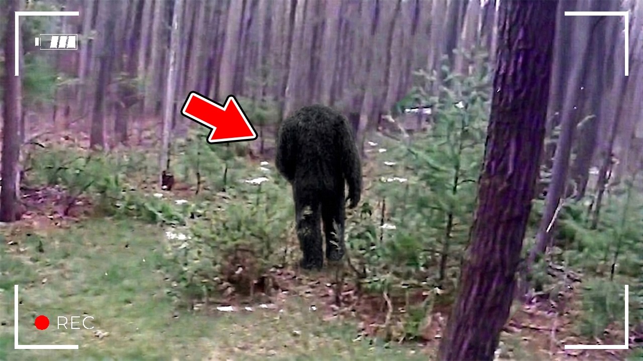 カメラが森で捉えた…説明のつかない生物16選！