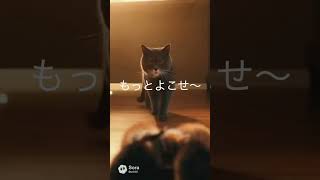 子猫たちのご飯争奪戦→先住猫の対応が大人すぎた【猫あるある｜AIアニメ】