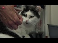 Dierendag: neem een zwerfkat in huis!