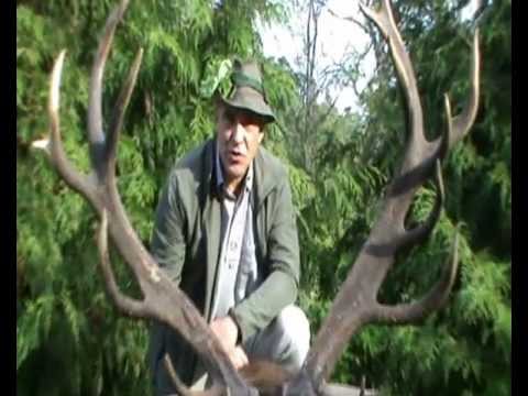 Der stärkste Hirsch der Oberförsterei  Strzalowo!