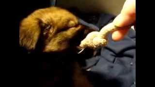 Download lagu Eeewok 2 mp3 Download lagu Eeewok 2 mp3