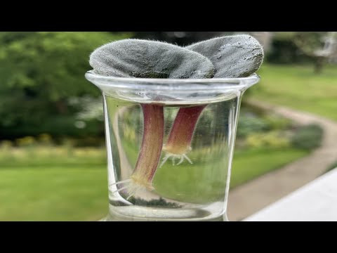 Kaaps viooltje, Saintpaulia stekken op water, propagation African violet on water