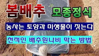 [텃밭농부 1,403]  봄배추 모종 정식. 배추흰나비를 못 오게 해야 한다. #배추재배