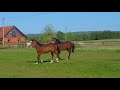 Nalle Puh Och Spades 087