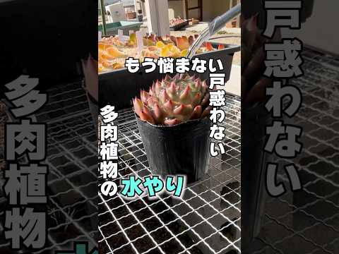 水やりサボテン多肉植物オリジナルのエキゾチックな装飾