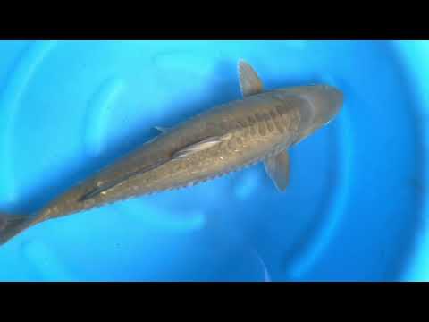 Nbr 13 JKS AC: 3Y Female Doitsu Metalic Chagoi 63 cm