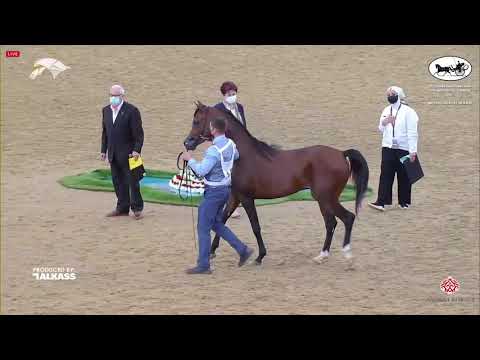 N.182 LAWRENCE KHAMIS - 9th Qatar National AHS for Individual Owners - Colts 3 Years Old (Class ...