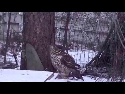 Haukka hoitelee pihalla rotta ongelmaa