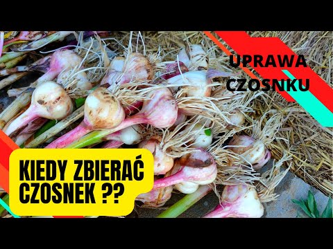 , title : 'Kiedy zbierać czosnek? Jak suszyć czosnek? Zbiory czosnku ozimego  - When to harvest garlic?'