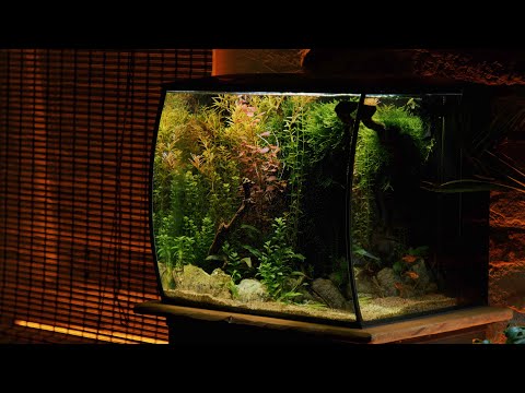 Colorful jungle in my Fluval Flex - Is a factory aquarium set good enough?