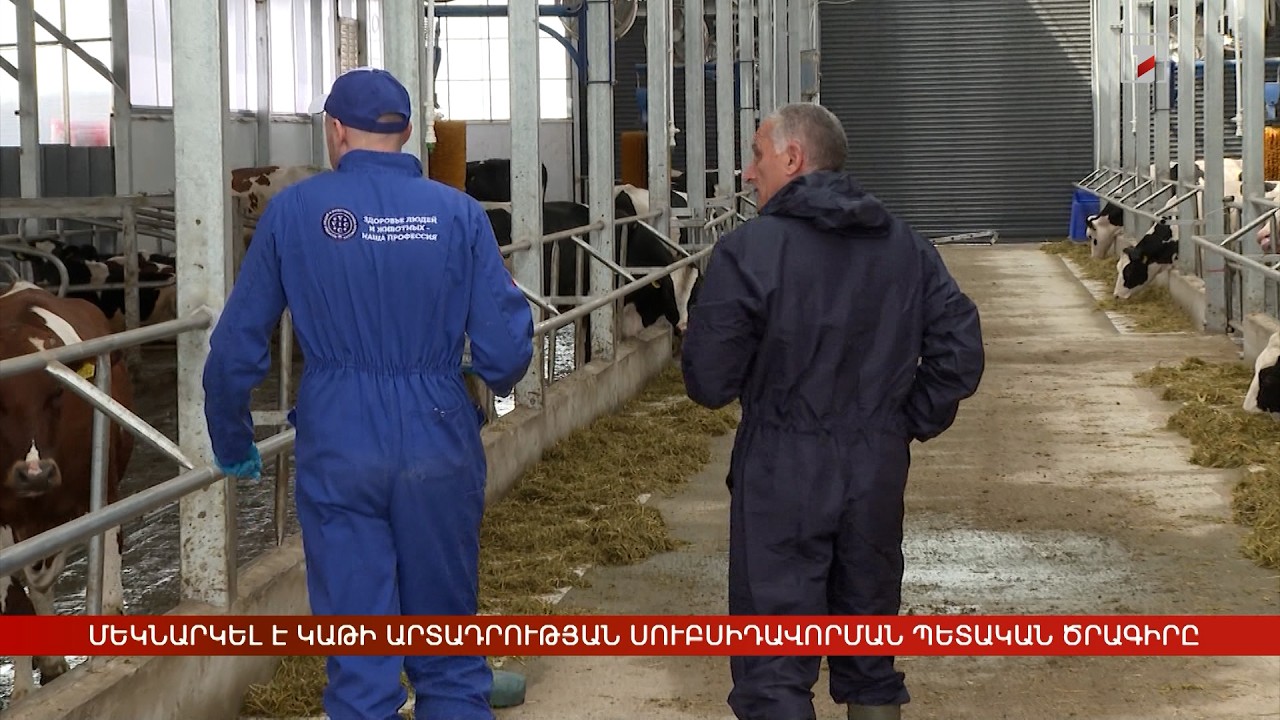 Մեկնարկել է կաթի արտադրության սուբսիդավորման պետական ծրագիրը