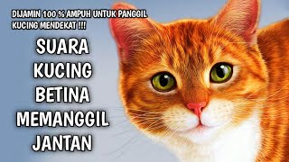 Download lagu SUARA KUCING BETINA BIRAHI MEMANGGIL KUCING JANTAN - Dijamin 100 % Kucing Langsung Mendekat mp3 Download lagu SUARA KUCING BETINA BIRAHI MEMANGGIL KUCING JANTAN - Dijamin 100 % Kucing Langsung Mendekat mp3