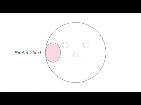 Stratified Cuboidal Epithelium - Video
