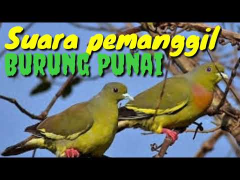 Pipikau Novyj Trend Smotret Onlajn Na Sajte Trendovi Ru