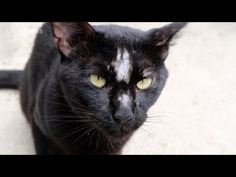 Boo Day 1 - What Happened To Boo??? Feral Cat Missing Fur - Feeding Feral Cats