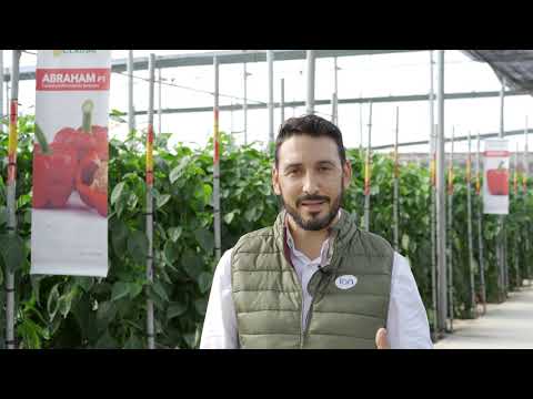 Video: ABRAHAM F1