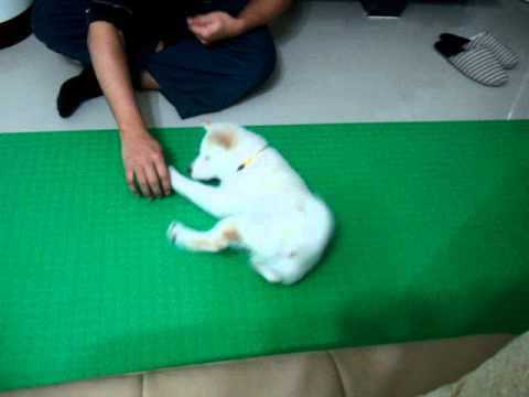 翻滾吧~~饅頭!!!(原發表者:JeffreyTsai)(影片)