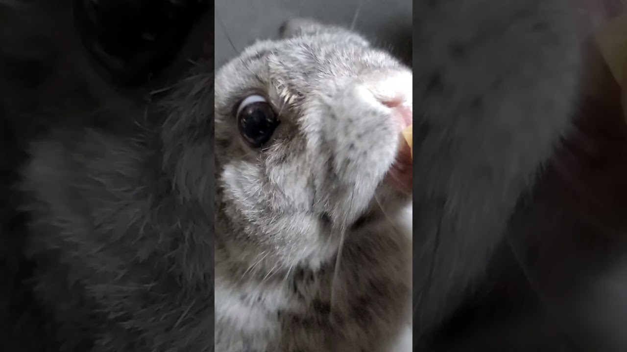 今日のマッピー🐰