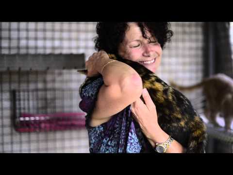 Shanti the tortoiseshell cat LOVES to cuddle - Choose To Adopt