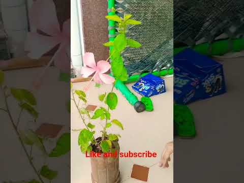 pink hibiscus plant. #plantlover #relaxing #plants #hibiscus #planting #beautiful #viral #viralshort