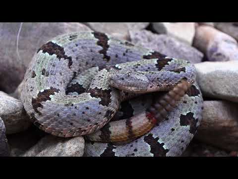 The Desert of Rattlesnakes - teaser for new documentary from Living Zoology!