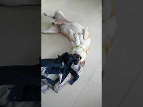 So cute Thai brown dog, Gunner. I Thanika chanel