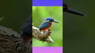Download lagu Blue Kingfisher#Shorts Raja Udang#Shortsbird mp3