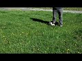 English Springer Spaniel dogs for sale: Sassy - Video 1