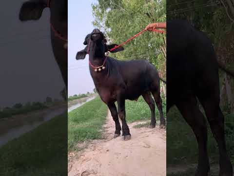 #gama #cow #lifeisbutadream #farming #farm #automobile #gulabsidhu #badacalf #vitamh