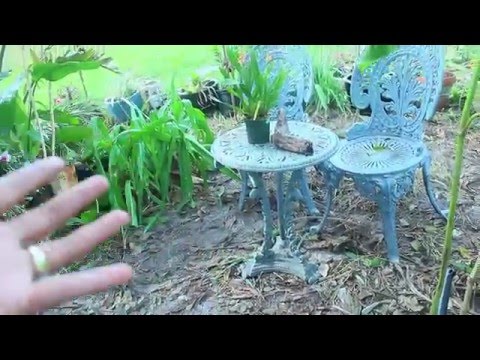 Creating Bigger Better Orchid Paradise-Garden Tips & Update
