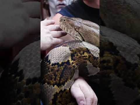 Medusa, a reticulated python credited with the longest snake in captivity